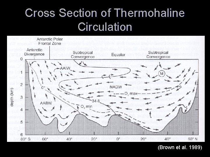 Cross Section of Thermohaline Circulation (Brown et al. 1989) 