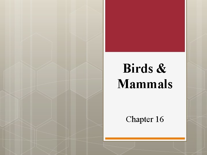 Birds & Mammals Chapter 16 