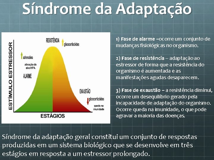 Síndrome da Adaptação 1) Fase de alarme –ocorre um conjunto de mudanças fisiológicas no