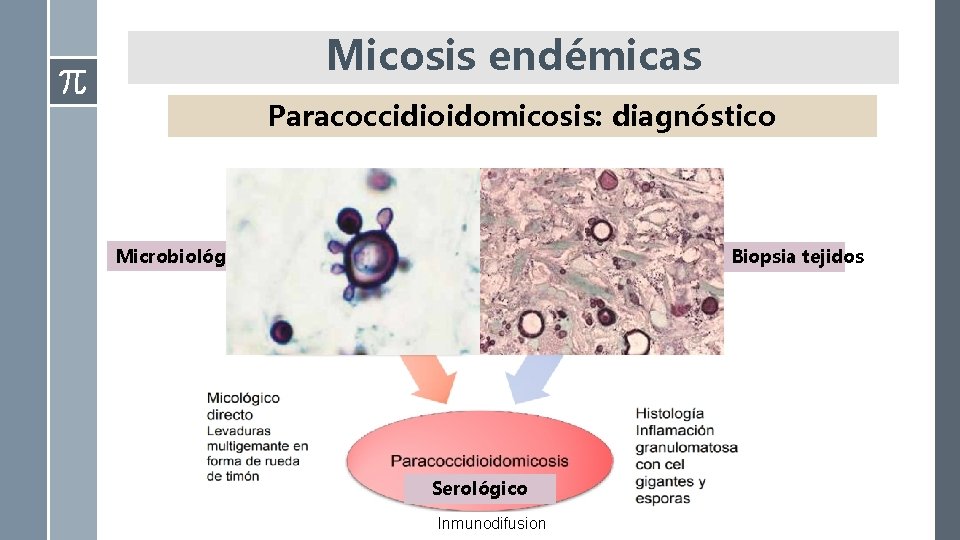 Micosis endémicas Paracoccidioidomicosis: diagnóstico Microbiológico Biopsia tejidos Serológico Inmunodifusion 