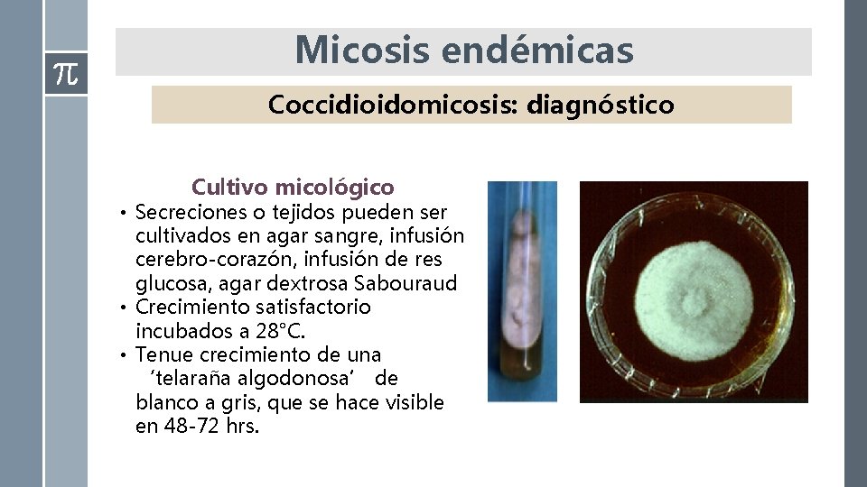 Micosis endémicas Coccidioidomicosis: diagnóstico Cultivo micológico • Secreciones o tejidos pueden ser cultivados en