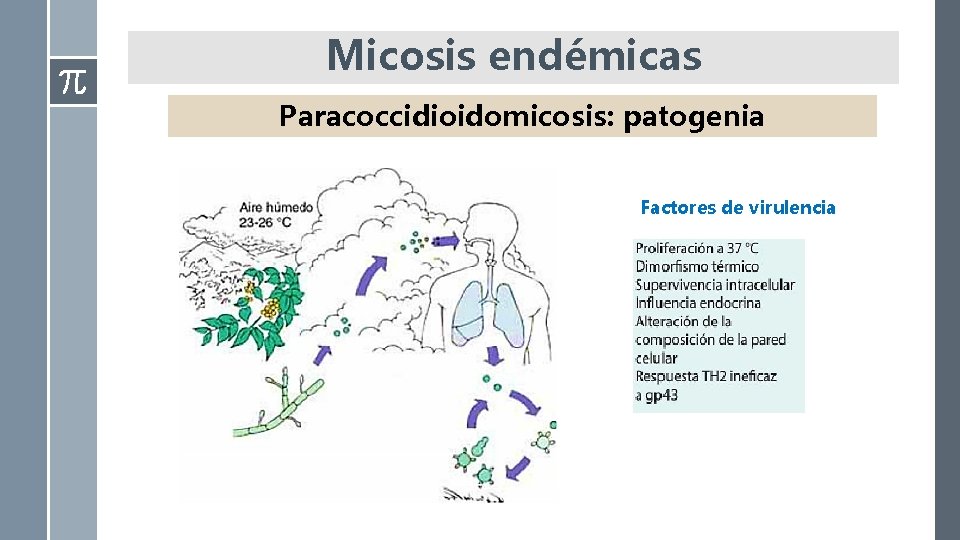 Micosis endémicas Paracoccidioidomicosis: patogenia Factores de virulencia 