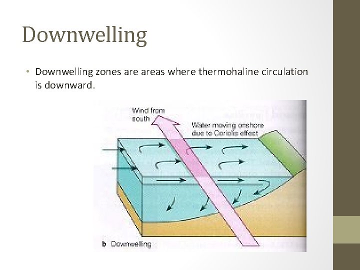 Downwelling • Downwelling zones areas where thermohaline circulation is downward. 