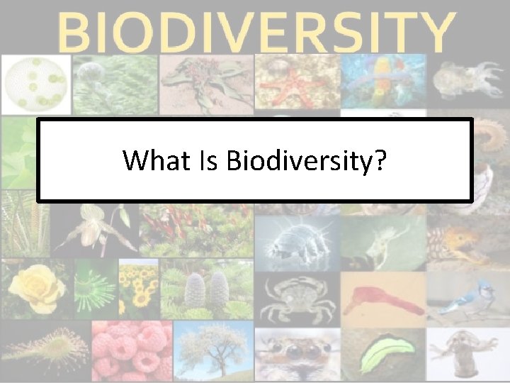 What Is Biodiversity? 
