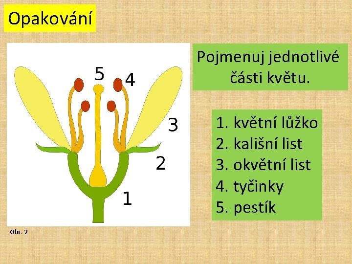 Opakování Pojmenuj jednotlivé části květu. 1. květní lůžko 2. kališní list 3. okvětní list