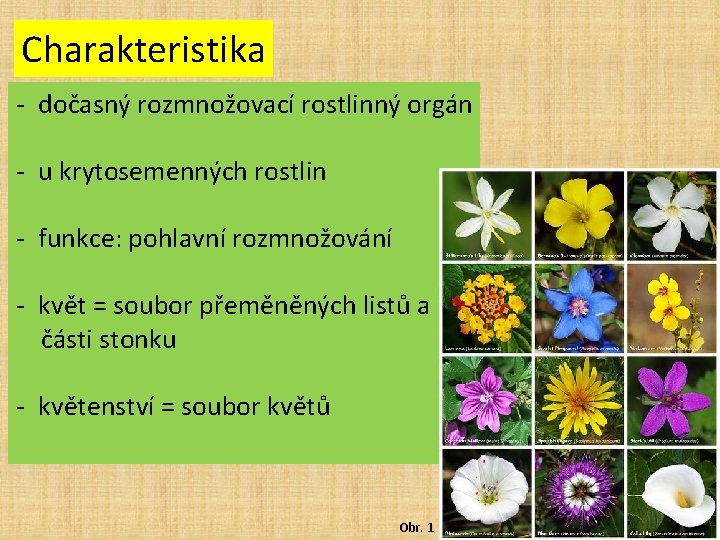 Charakteristika - dočasný rozmnožovací rostlinný orgán - u krytosemenných rostlin - funkce: pohlavní rozmnožování