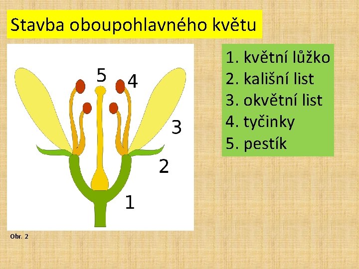 Stavba oboupohlavného květu 1. květní lůžko 2. kališní list 3. okvětní list 4. tyčinky