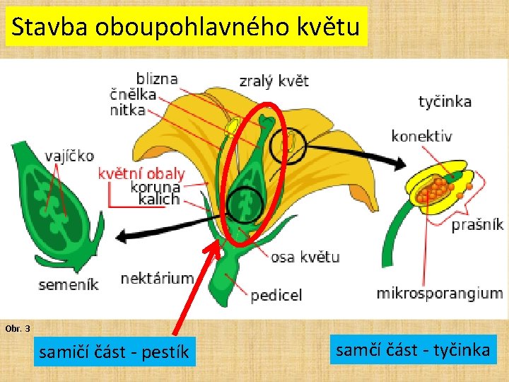 Stavba oboupohlavného květu Obr. 3 samičí část - pestík samčí část - tyčinka 