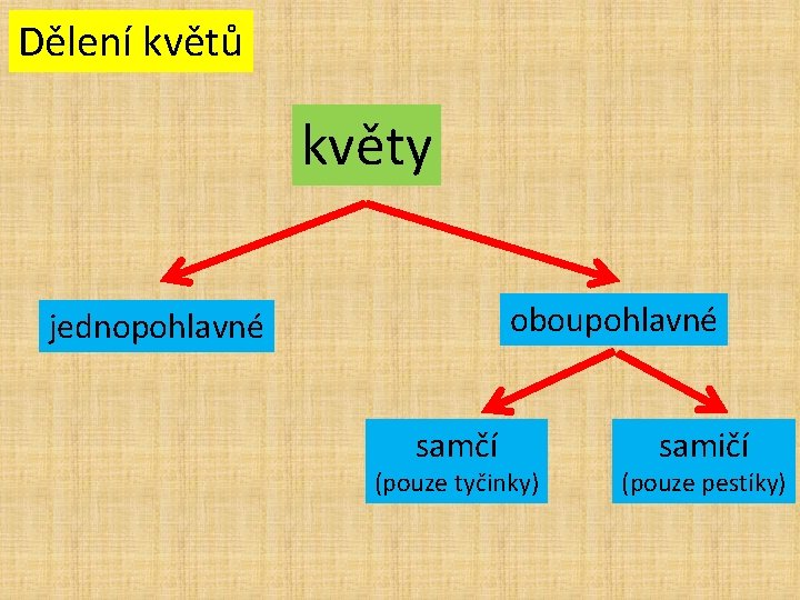 Dělení květů květy oboupohlavné jednopohlavné samčí (pouze tyčinky) samičí (pouze pestíky) 