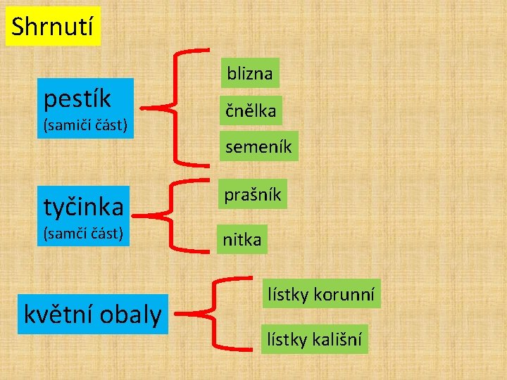 Shrnutí pestík (samičí část) tyčinka (samčí část) květní obaly blizna čnělka semeník prašník nitka