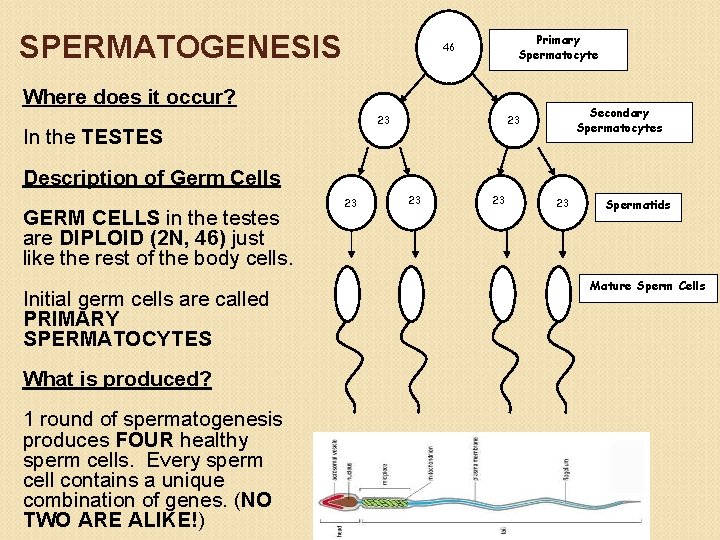 SPERMATOGENESIS Primary Spermatocyte 46 Where does it occur? 23 In the TESTES Secondary Spermatocytes