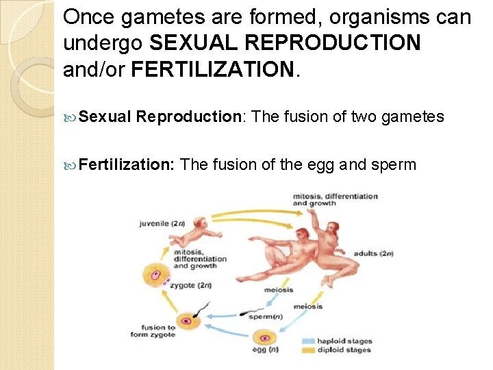 Once gametes are formed, organisms can undergo SEXUAL REPRODUCTION and/or FERTILIZATION. Sexual Reproduction: The