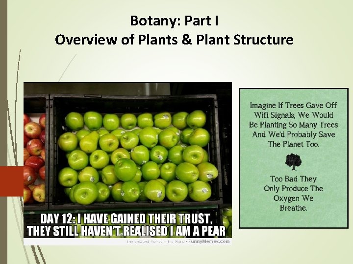 Botany: Part I Overview of Plants & Plant Structure 1 