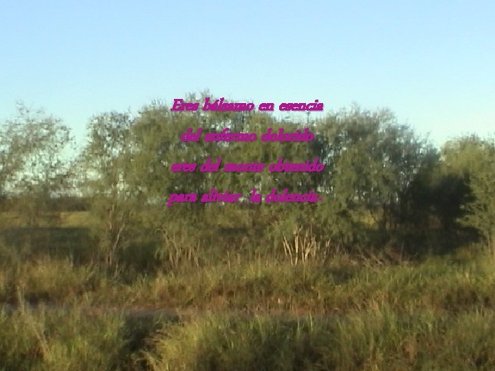 Eres bálsamo en esencia del enfermo dolorido eres del monte obtenido para aliviar la