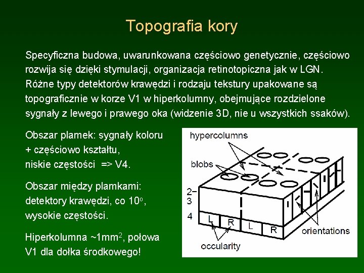 Topografia kory Specyficzna budowa, uwarunkowana częściowo genetycznie, częściowo rozwija się dzięki stymulacji, organizacja retinotopiczna