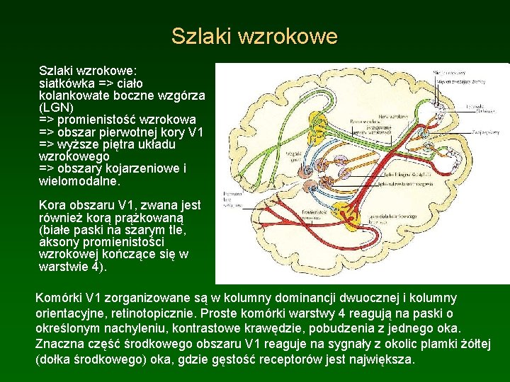 Szlaki wzrokowe: siatkówka => ciało kolankowate boczne wzgórza (LGN) => promienistość wzrokowa => obszar