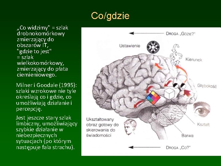 Co/gdzie „Co widzimy" = szlak drobnokomórkowy zmierzający do obszarów IT, "gdzie to jest" =