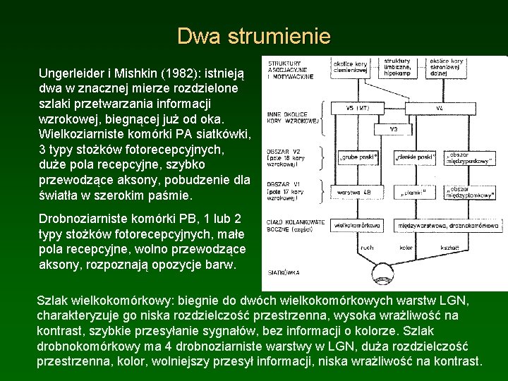 Dwa strumienie Ungerleider i Mishkin (1982): istnieją dwa w znacznej mierze rozdzielone szlaki przetwarzania