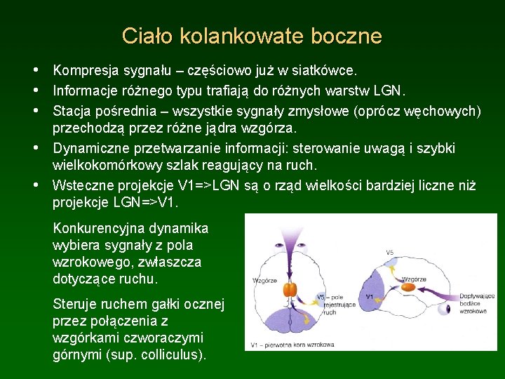 Ciało kolankowate boczne • Kompresja sygnału – częściowo już w siatkówce. • Informacje różnego