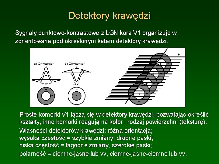 Detektory krawędzi Sygnały punktowo-kontrastowe z LGN kora V 1 organizuje w zorientowane pod określonym