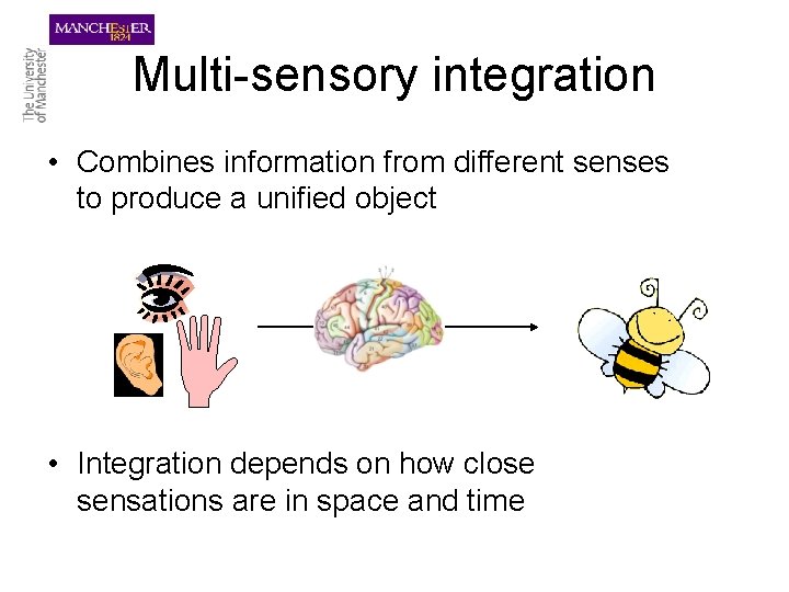 Multi-sensory integration • Combines information from different senses to produce a unified object •