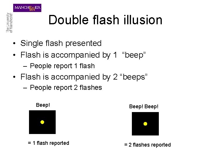 Double flash illusion • Single flash presented • Flash is accompanied by 1 “beep”