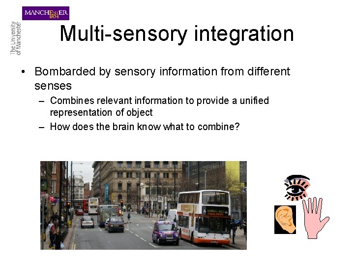 Multi-sensory integration • Bombarded by sensory information from different senses – Combines relevant information