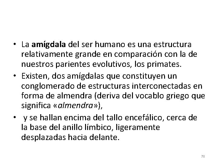  • La amígdala del ser humano es una estructura relativamente grande en comparación