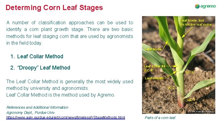 Determing Corn Leaf Stages A number of classification approaches can be used to identify