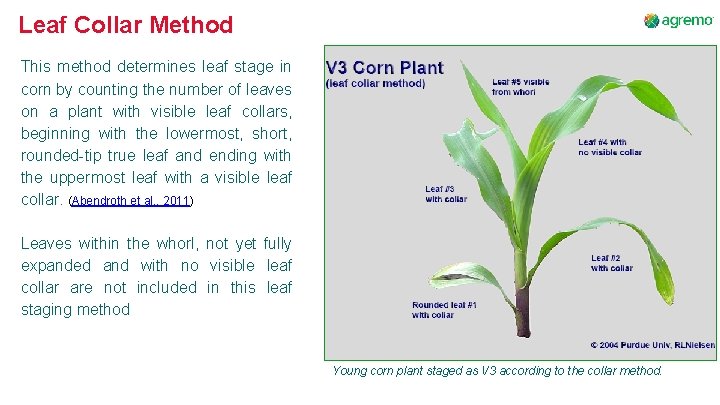 Leaf Collar Method This method determines leaf stage in corn by counting the number