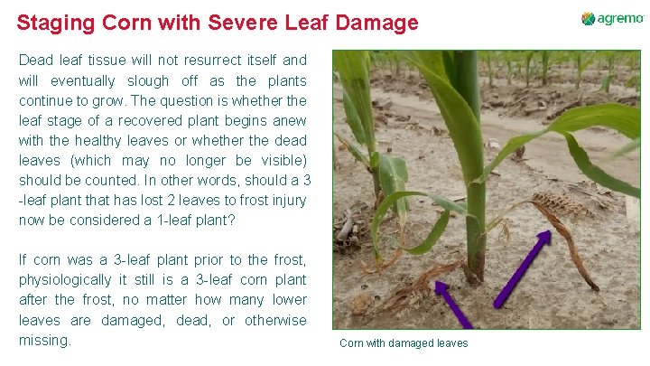 Staging Corn with Severe Leaf Damage Dead leaf tissue will not resurrect itself and