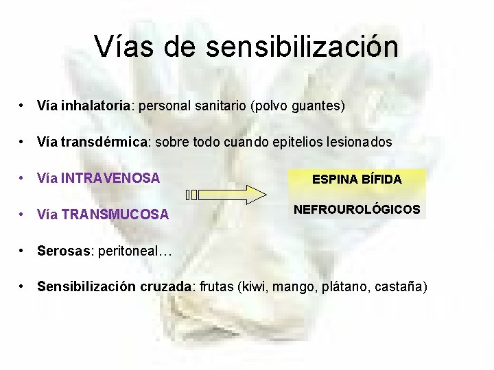 Vías de sensibilización • Vía inhalatoria: personal sanitario (polvo guantes) • Vía transdérmica: sobre