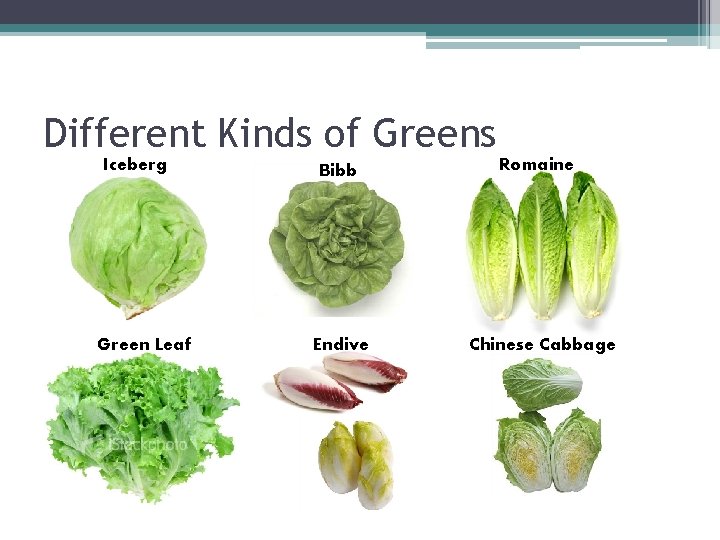 Different Kinds of Greens Iceberg Green Leaf Bibb Endive Romaine Chinese Cabbage 