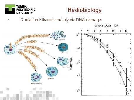 Radiobiology • Radiation kills cells mainly via DNA damage 14 