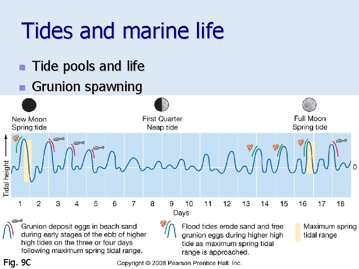 Tides and marine life n n Fig. 9 C Tide pools and life Grunion