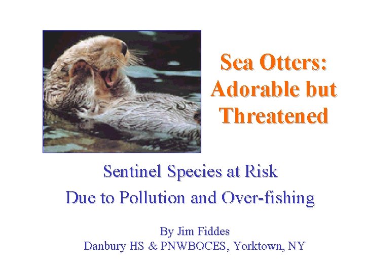 Sea Otters: Adorable but Threatened Sentinel Species at Risk Due to Pollution and Over-fishing