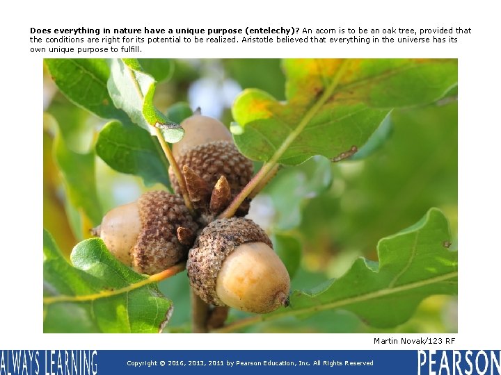 Does everything in nature have a unique purpose (entelechy)? An acorn is to be Does everything in nature have a unique purpose (entelechy)? An acorn is to be