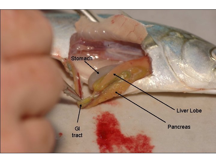 Stomach Liver Lobe GI tract Pancreas 