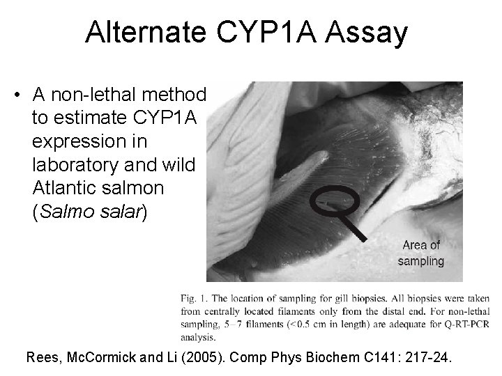 Alternate CYP 1 A Assay • A non-lethal method to estimate CYP 1 A