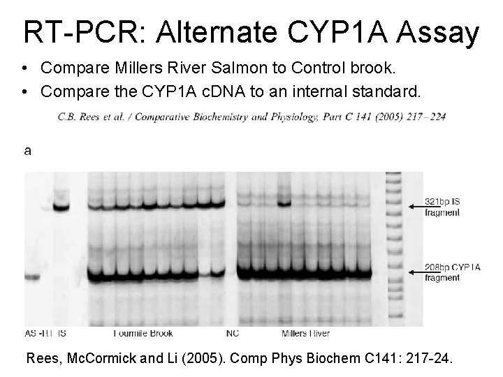 RT-PCR: Alternate CYP 1 A Assay • Compare Millers River Salmon to Control brook.