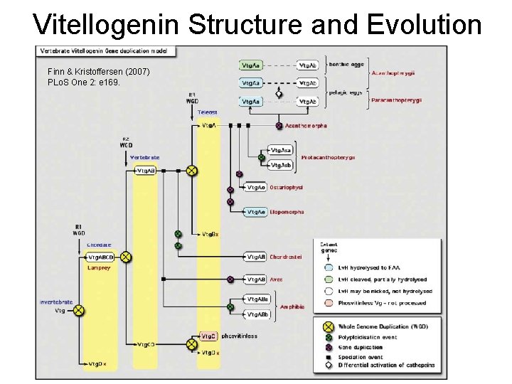 Vitellogenin Structure and Evolution Finn & Kristoffersen (2007) PLo. S One 2: e 169.