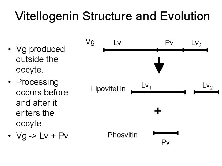 Vitellogenin Structure and Evolution • Vg produced outside the oocyte. • Processing occurs before