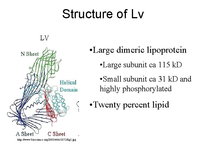 Structure of Lv • Large dimeric lipoprotein • Large subunit ca 115 k. D