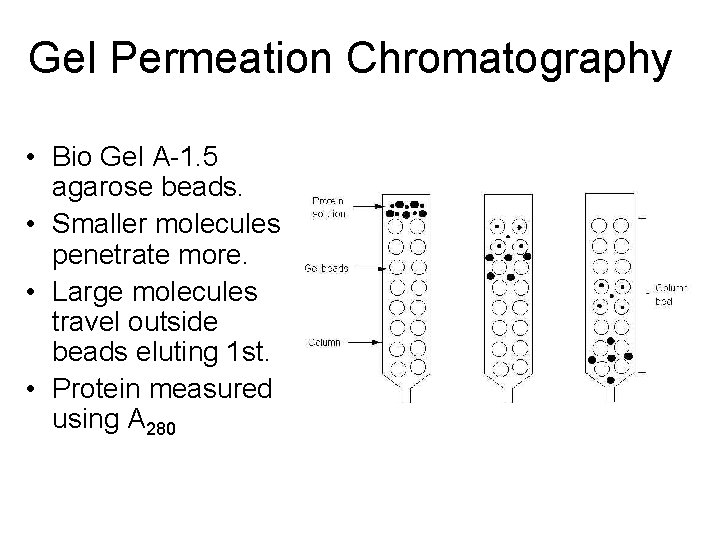 Gel Permeation Chromatography • Bio Gel A-1. 5 agarose beads. • Smaller molecules penetrate