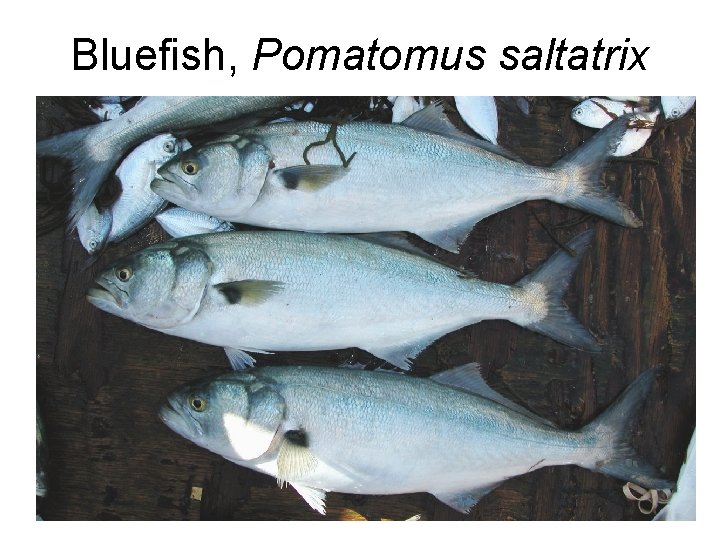 Bluefish, Pomatomus saltatrix 