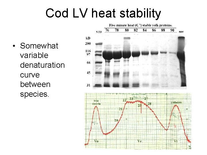 Cod LV heat stability • Somewhat variable denaturation curve between species. 