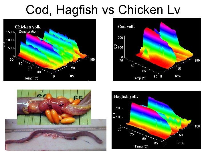 Cod, Hagfish vs Chicken Lv 