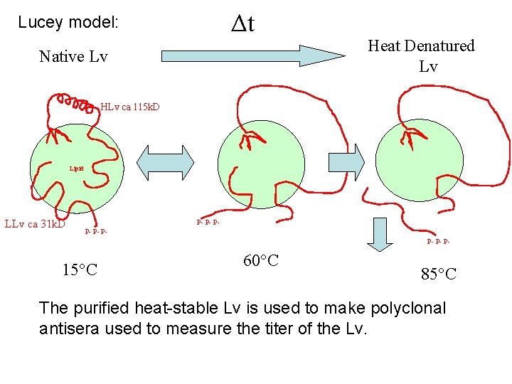 Δt Lucey model: Native Lv Heat Denatured Lv HLv ca 115 k. D Lipid