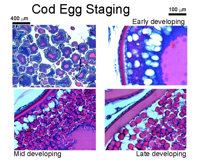 Cod Egg Staging 400 m Mid developing 100 m Early developing Late developing 