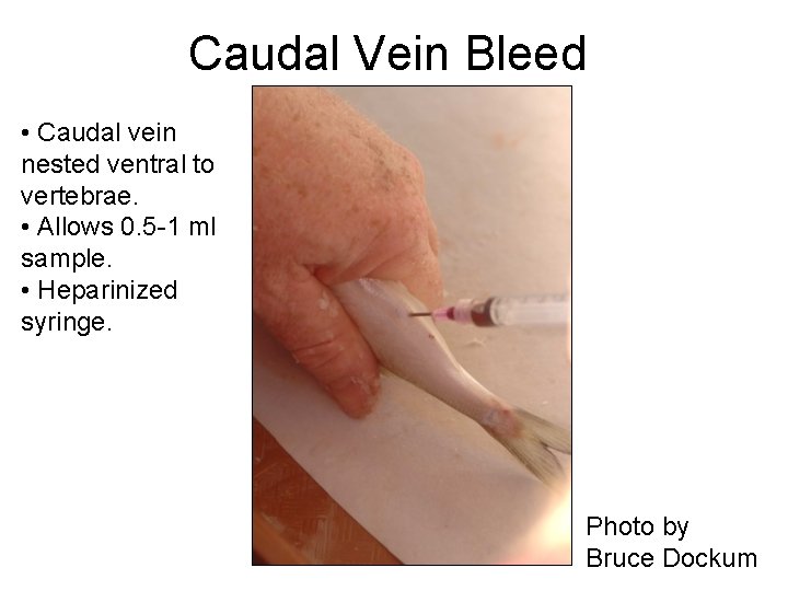 Caudal Vein Bleed • Caudal vein nested ventral to vertebrae. • Allows 0. 5